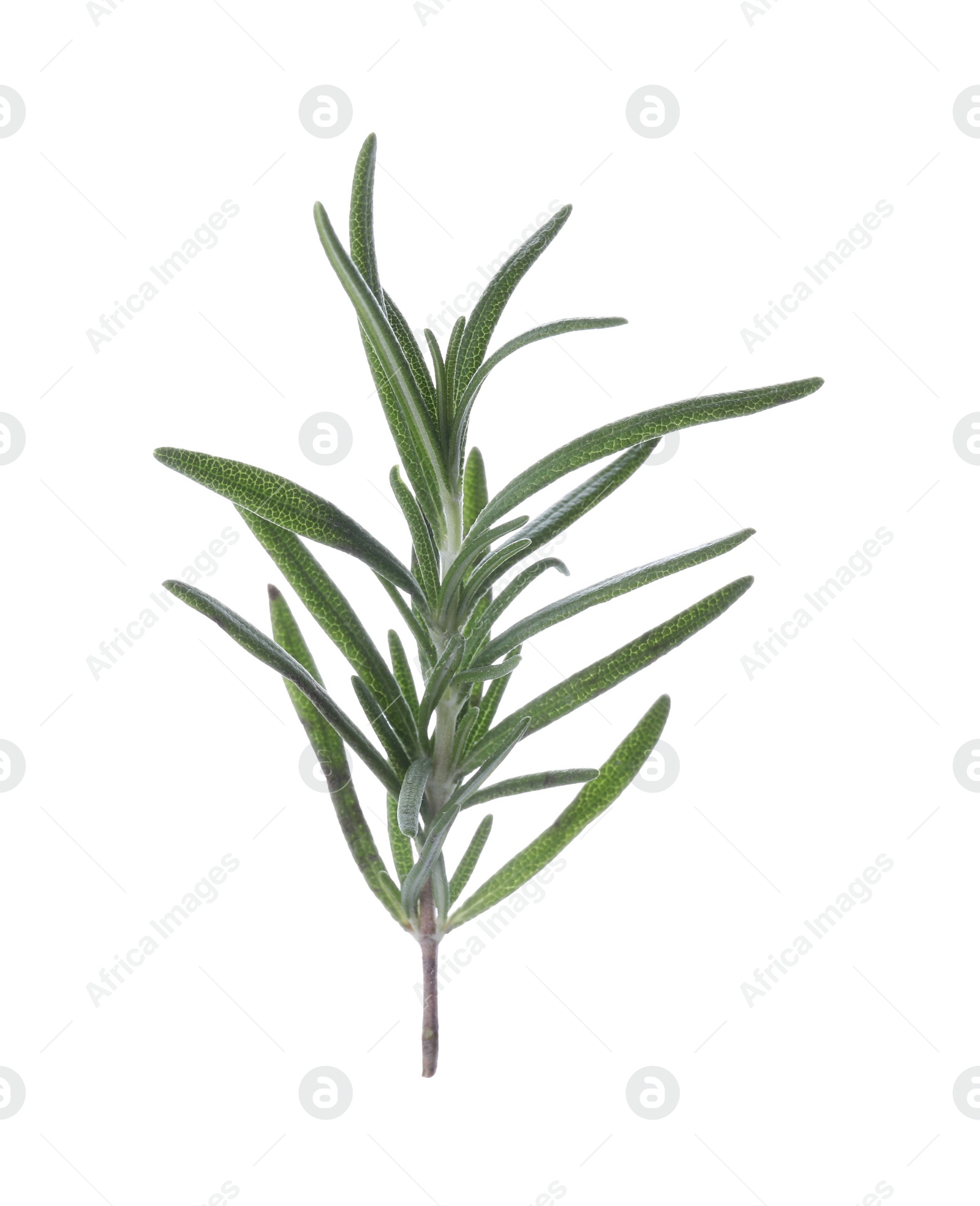 Photo of Sprig of fresh rosemary isolated on white