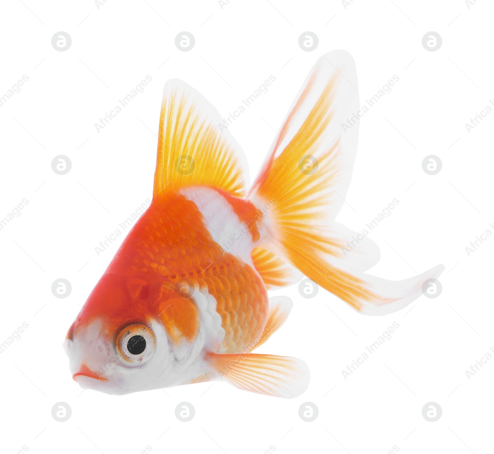 Photo of Beautiful bright small goldfish isolated on white