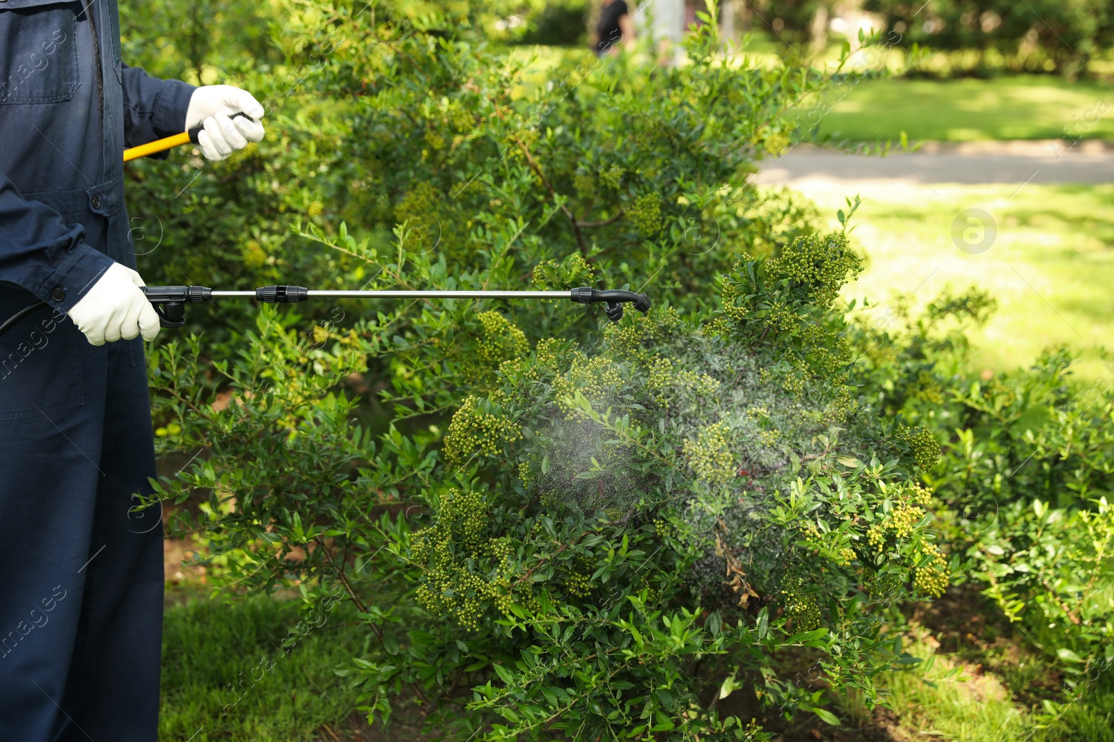 Photo of Worker spraying pesticide onto green bush outdoors, closeup. Pest control