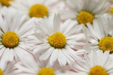 Photo of Closeup of many beautiful daisy flowers as background