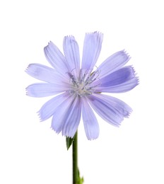 Photo of Beautiful blooming chicory flower isolated on white