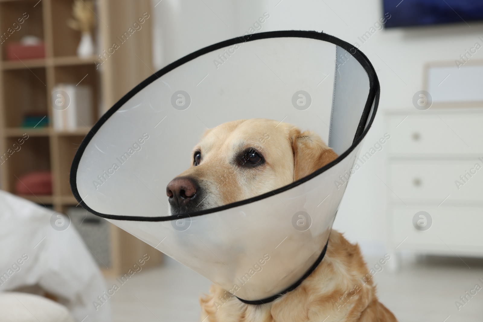 Photo of Cute Labrador Retriever with protective cone collar at home