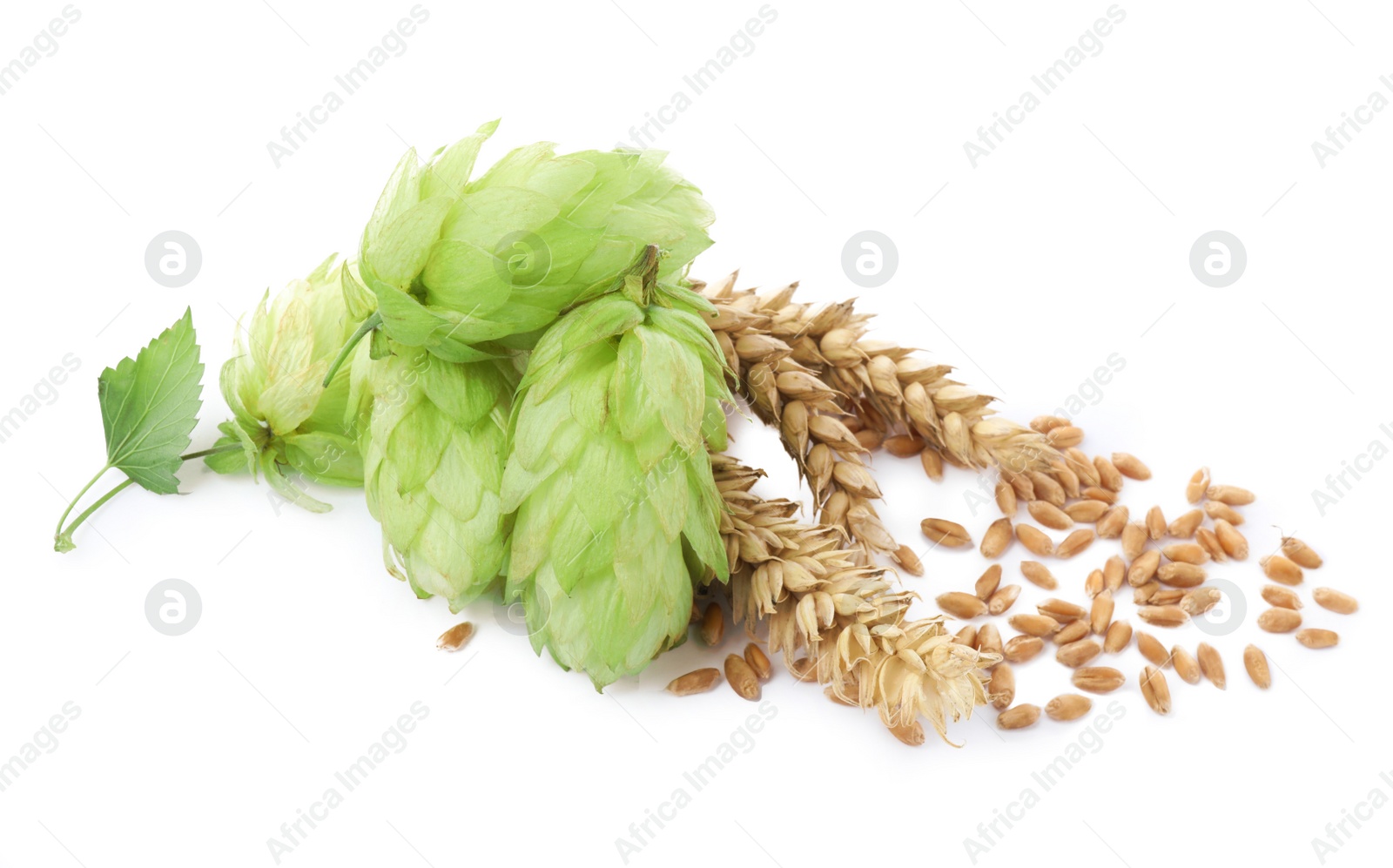 Photo of Fresh green hops, wheat spikes and grains on white background