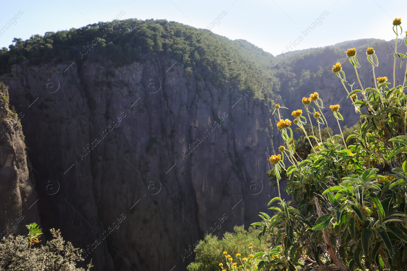 Photo of Beautiful flowers in mountains on sunny day