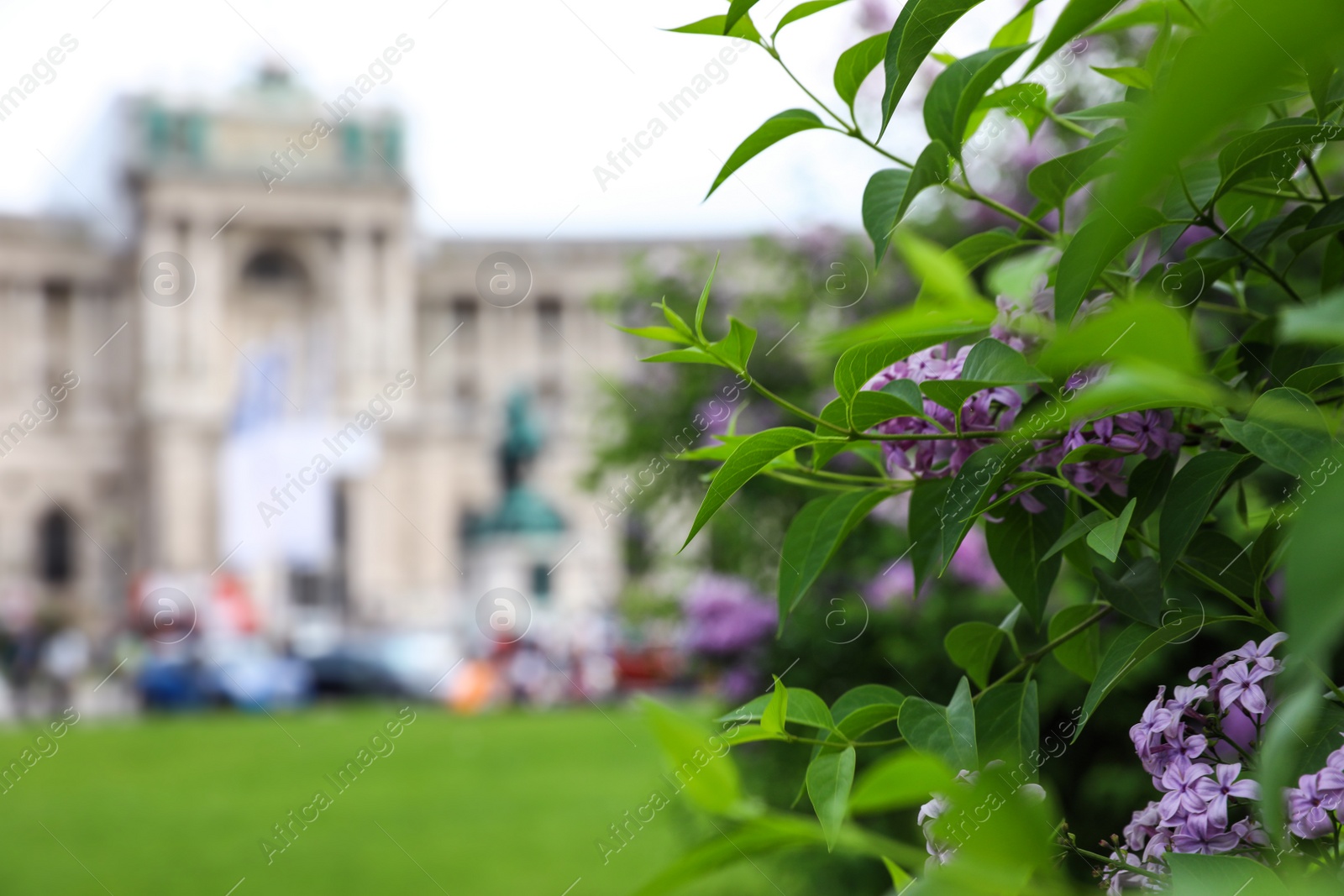 Photo of VIENNA, AUSTRIA - APRIL 26, 2019: Blooming lilac bush in front of Hofburg Palace on Heldenplatz