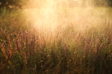 Photo of Beautiful field with wild flowers in morning