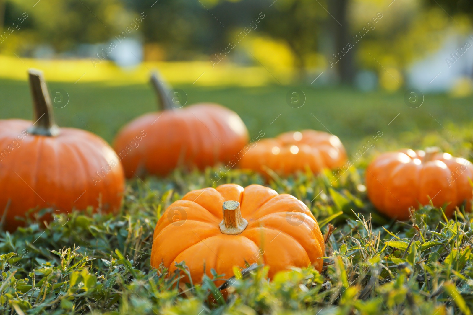 Photo of Fresh ripe orange pumpkins on green grass