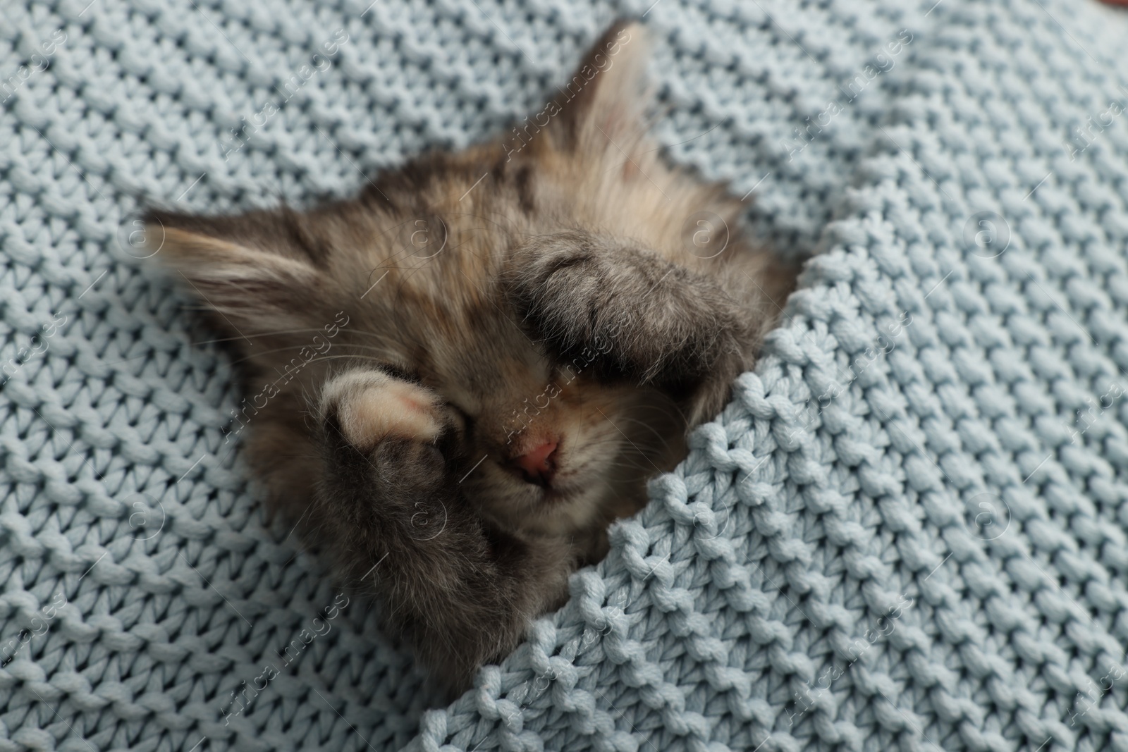 Photo of Cute kitten sleeping in light blue knitted blanket, top view