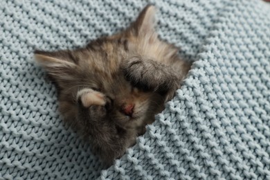 Cute kitten sleeping in light blue knitted blanket, top view