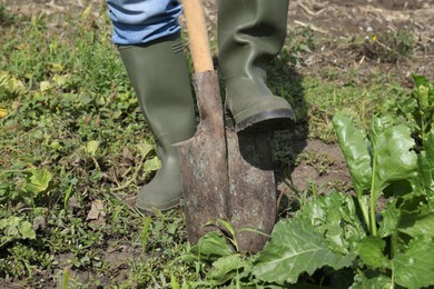 Photo of Man digging soil with shovel in beet field, closeup