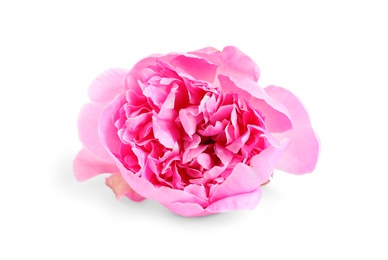 Beautiful fresh peony flower on white background