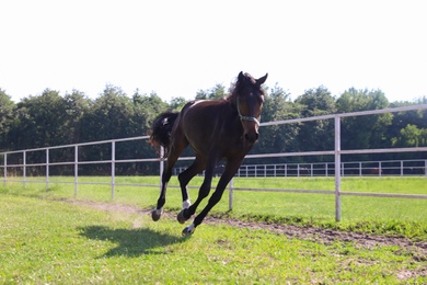 Photo of Dark bay horse in paddock on sunny day. Beautiful pet