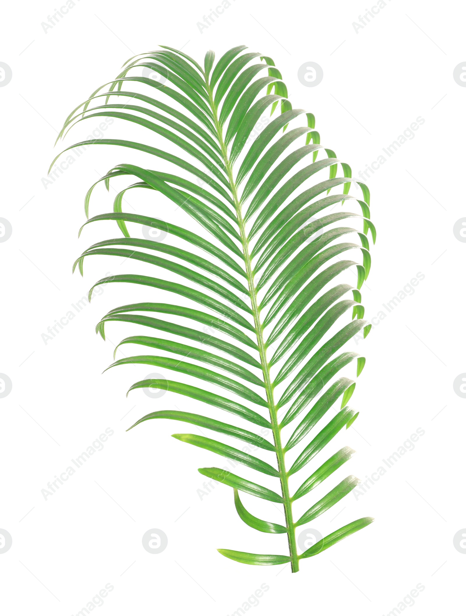 Photo of Tropical sago palm tree leaf isolated on white