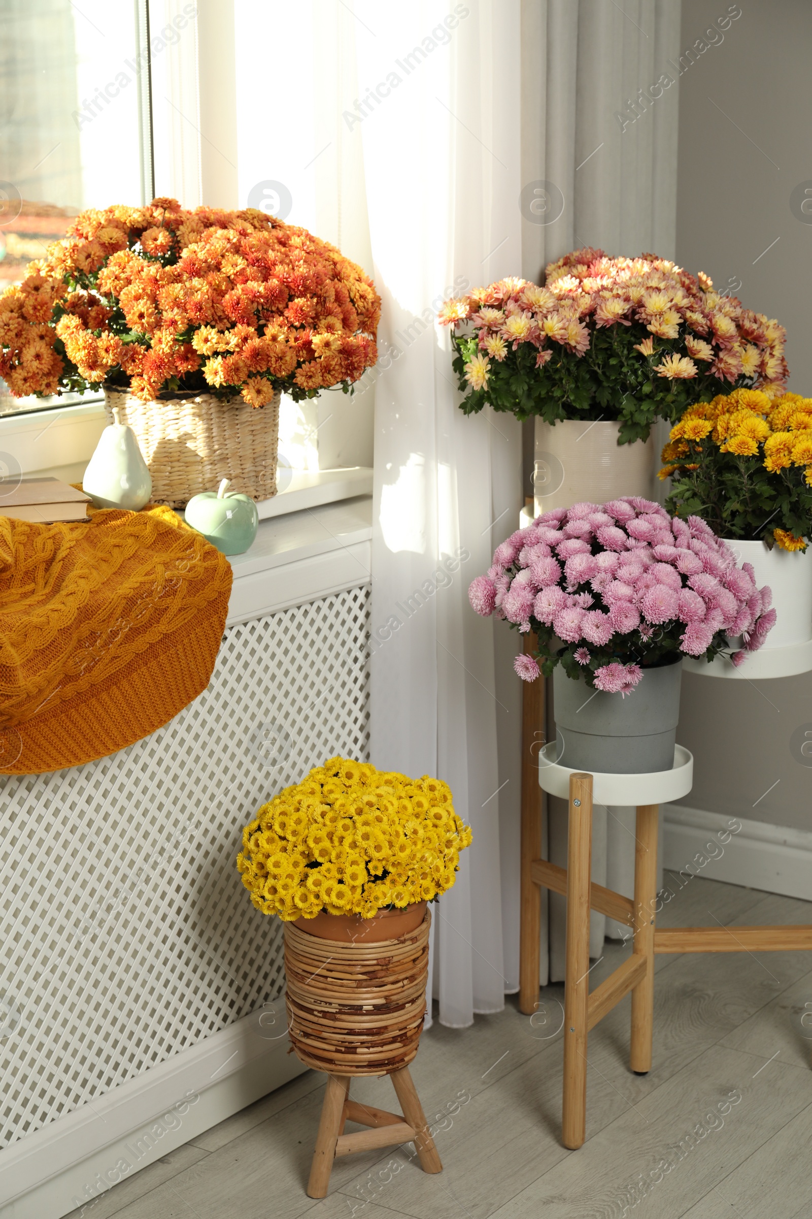 Photo of Beautiful chrysanthemum flowers and decor in room