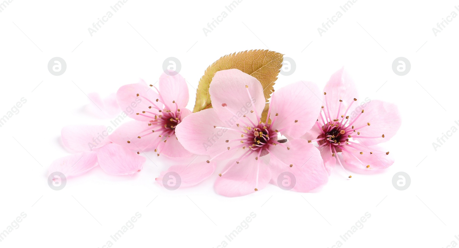 Photo of Beautiful pink sakura tree blossoms with leaf isolated on white