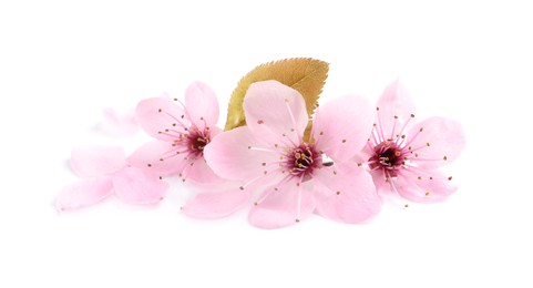 Photo of Beautiful pink sakura tree blossoms with leaf isolated on white