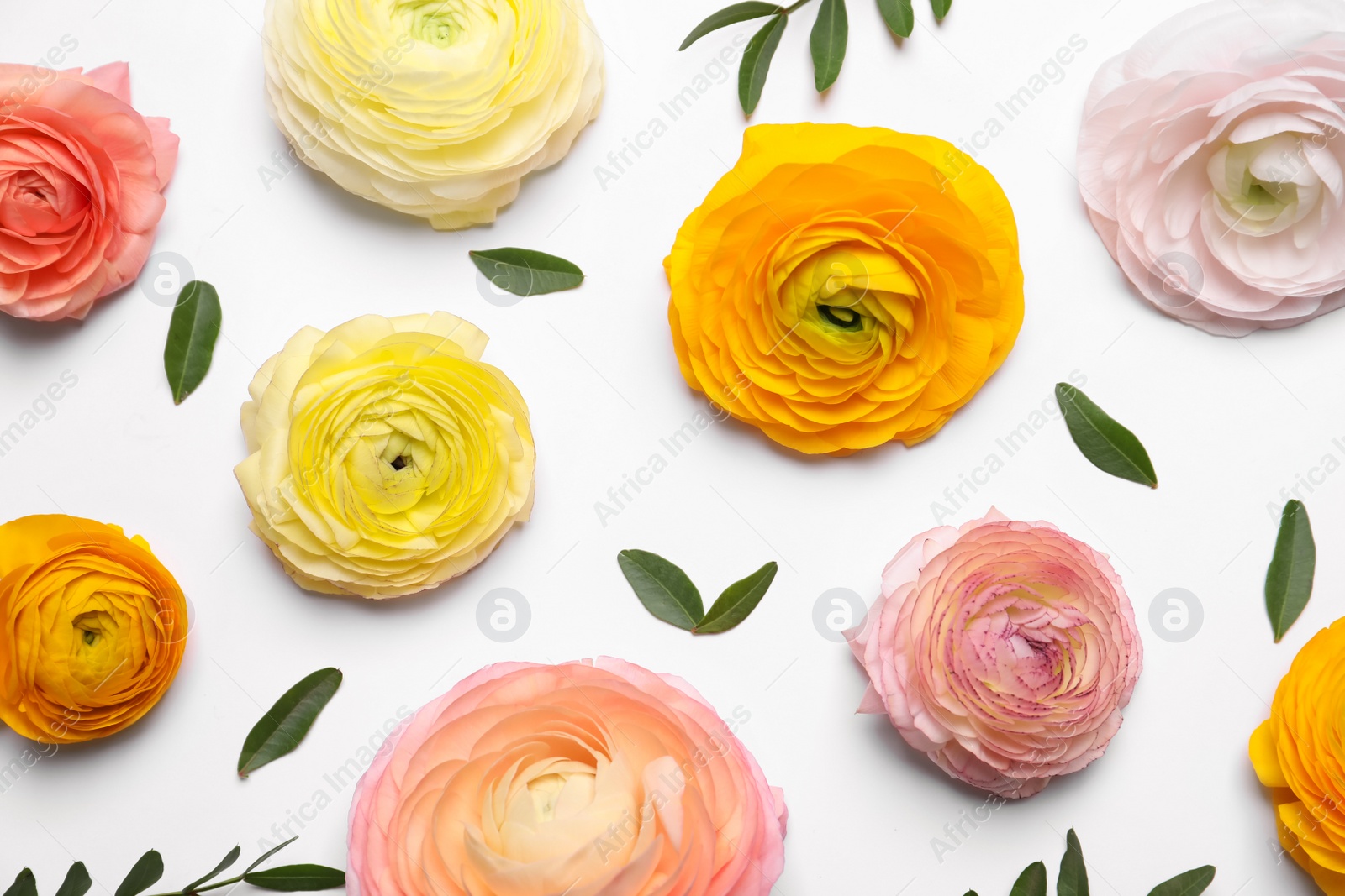 Photo of Beautiful ranunculus flowers on white background, top view