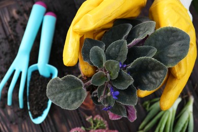 Woman in gardening gloves holding flower at wooden table, top view