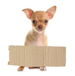 Cute little Chihuahua puppy and blank piece of cardboad on white background. Lonely pet