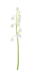 Beautiful lily of the valley isolated on white