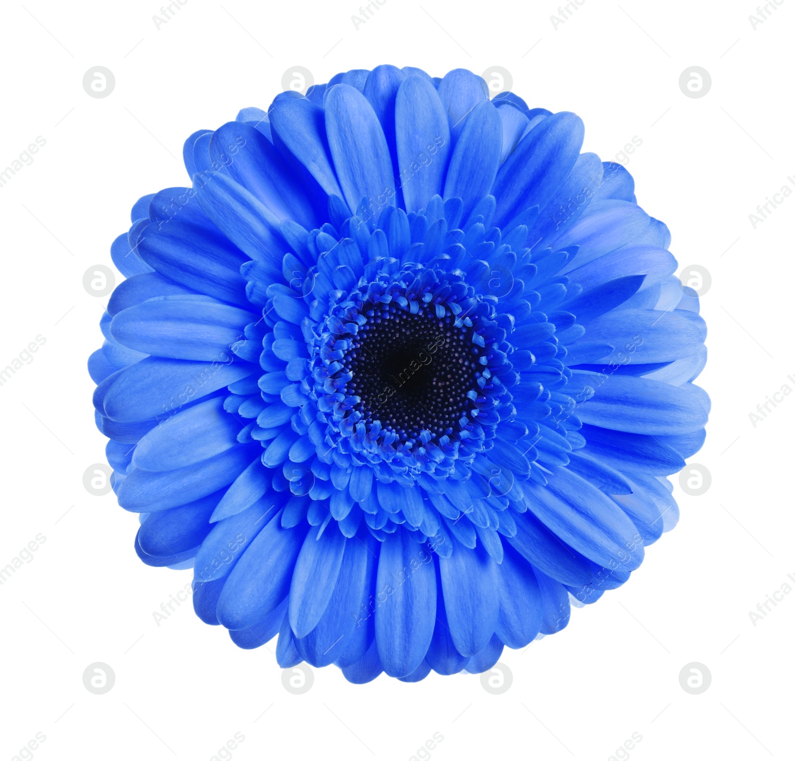 Image of Beautiful blue gerbera flower on white background