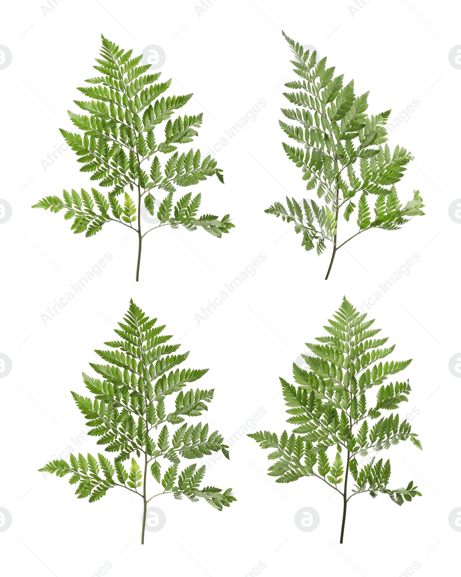 Image of Set with beautiful fern leaves on white background 