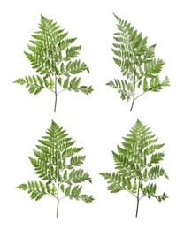 Image of Set with beautiful fern leaves on white background 