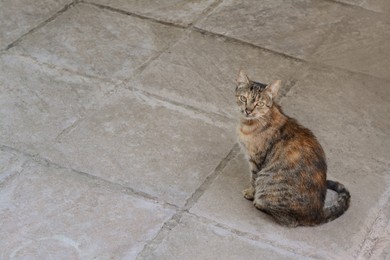 Photo of Cute stray cat sitting on pavement outdoors, space for text