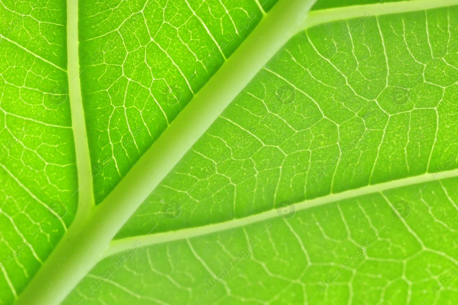 Photo of Macro photo of green leaf as background, top view