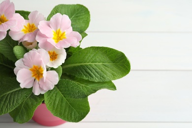 Photo of Beautiful pink primula (primrose) flower on white wooden table, above view with space for text. Spring blossom