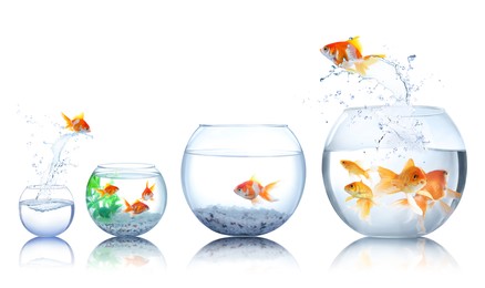 Beautiful bright goldfish jumping out of water on white background. Banner design
