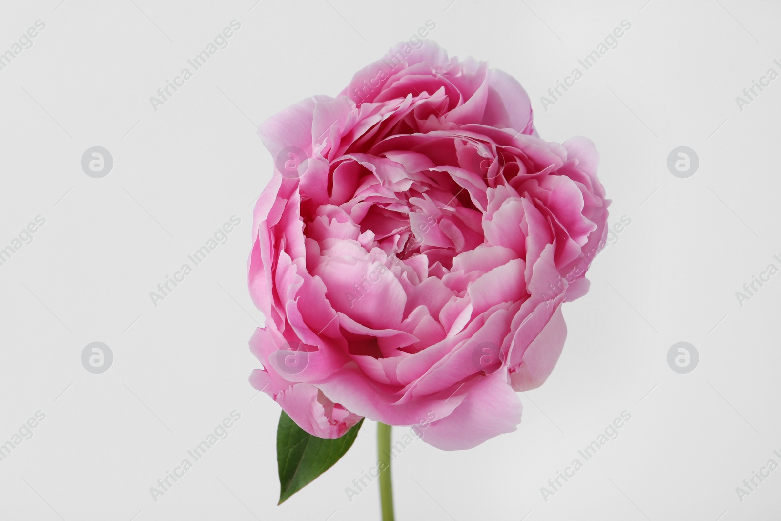 Photo of Beautiful pink peony flower on white background