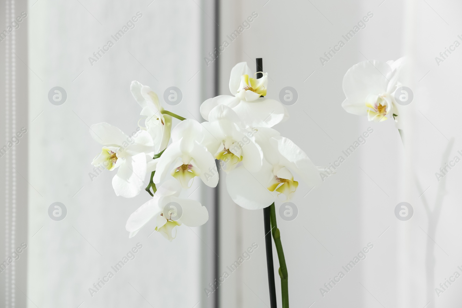 Photo of Branches with beautiful orchid flowers near window, closeup