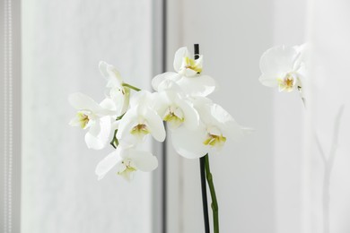 Photo of Branches with beautiful orchid flowers near window, closeup