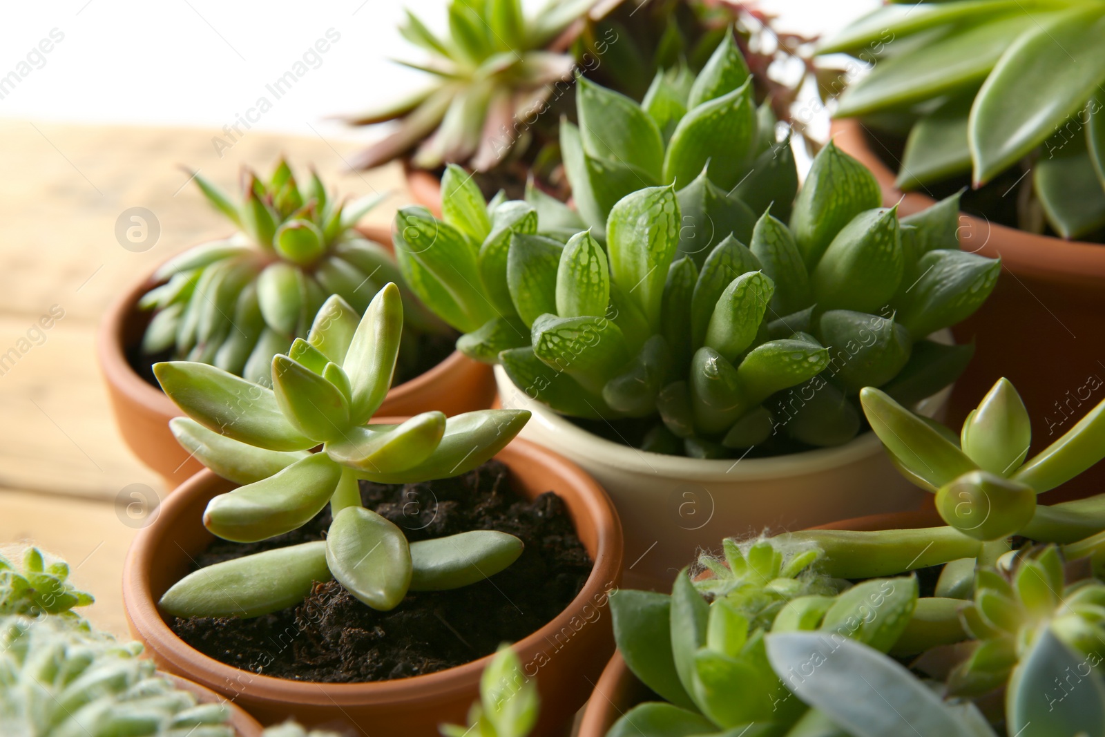 Photo of Many different echeverias on table, closeup. Beautiful succulent plants