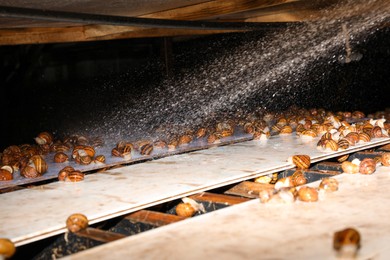 Photo of Washing snails on modern farm, closeup view