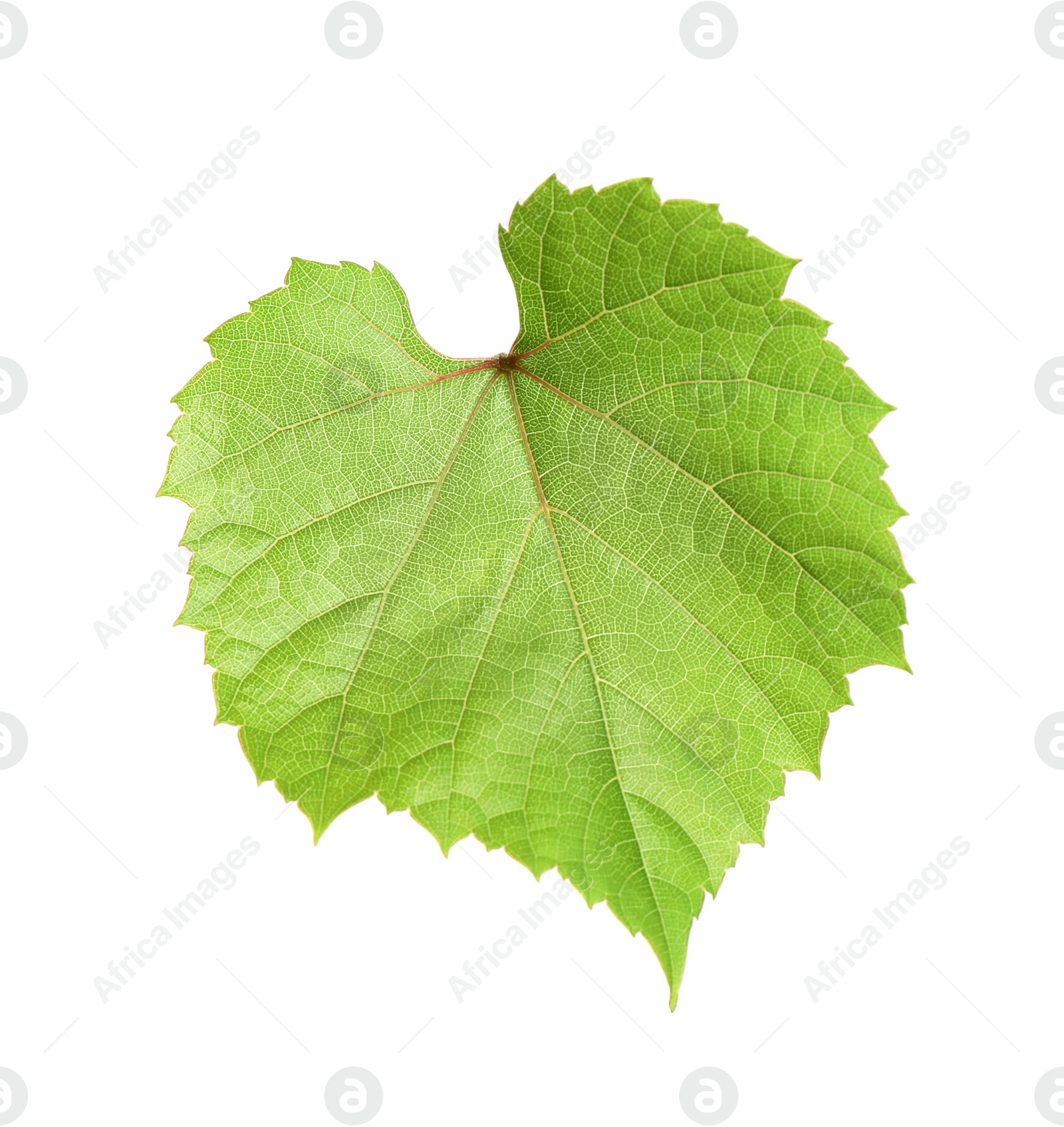 Photo of Fresh green grape leaf isolated on white