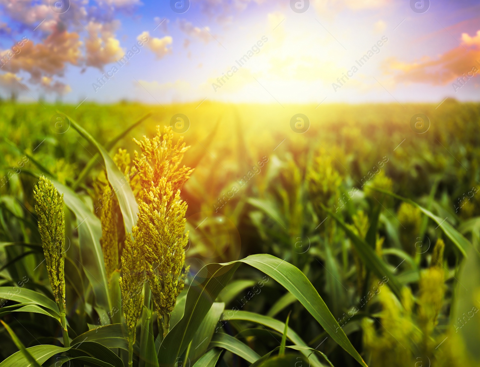 Image of Sunlit corn field under beautiful sky with clouds, closeup view