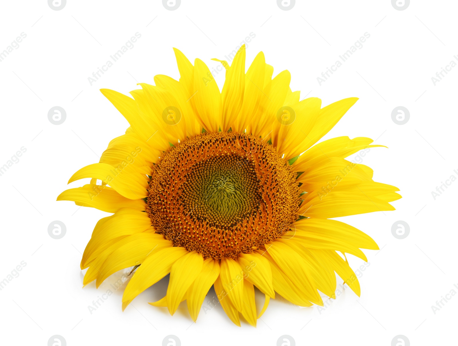 Photo of Beautiful bright sunflower on white background