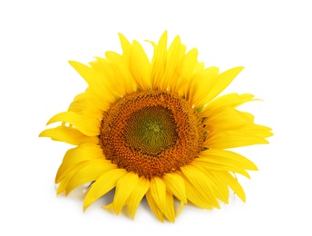 Photo of Beautiful bright sunflower on white background