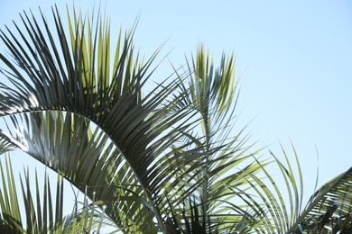 Photo of Beautiful palm tree with green leaves against clear sky