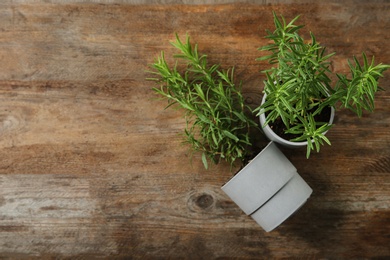 Potted green rosemary bushes on wooden background, flat lay. Space for text