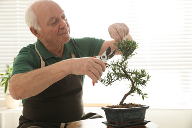 Photo of Senior man taking care of Japanese bonsai plant indoors. Creating zen atmosphere at home