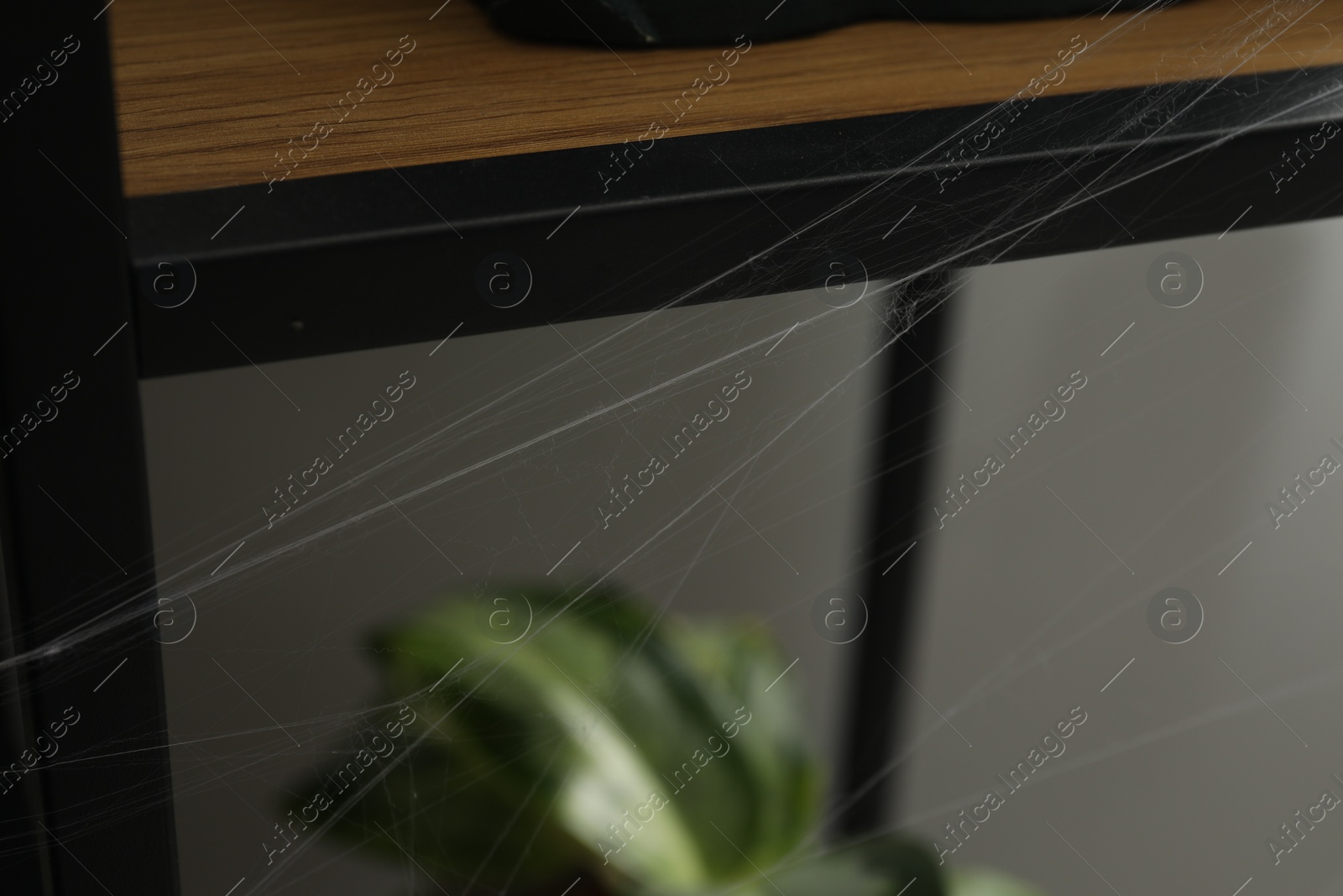 Photo of Old cobweb on rack in room, closeup