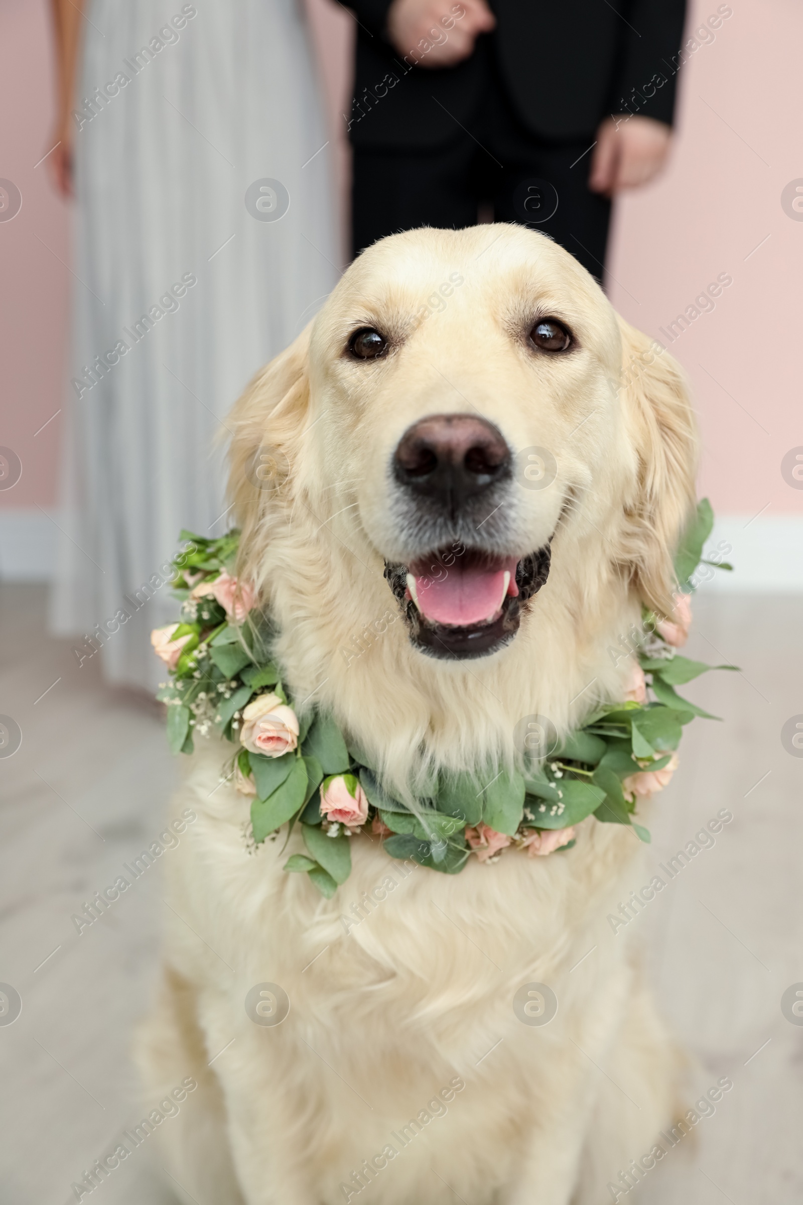 Photo of Adorable golden Retriever wearing wreath made of beautiful flowers indoors