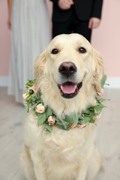 Adorable golden Retriever wearing wreath made of beautiful flowers indoors