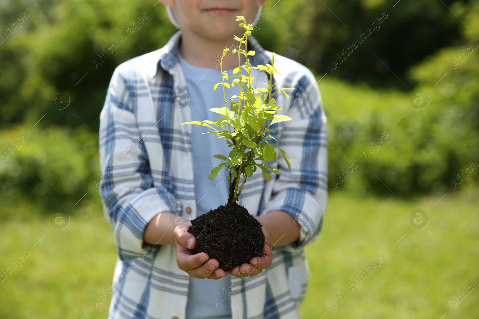 Photo of Child holding soil with young green tree outdoors, closeup