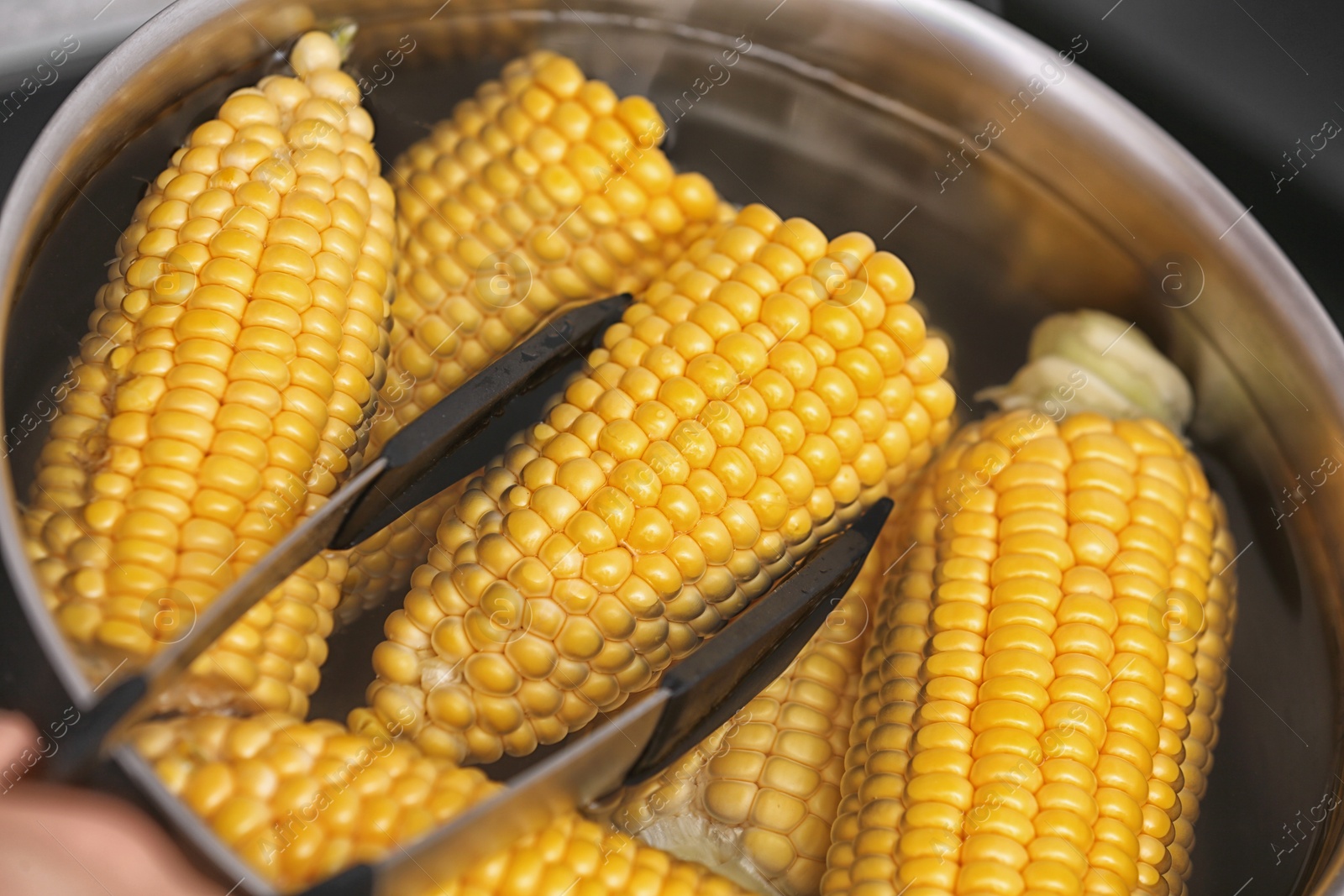 Photo of Putting raw corn cob into stewpot, closeup