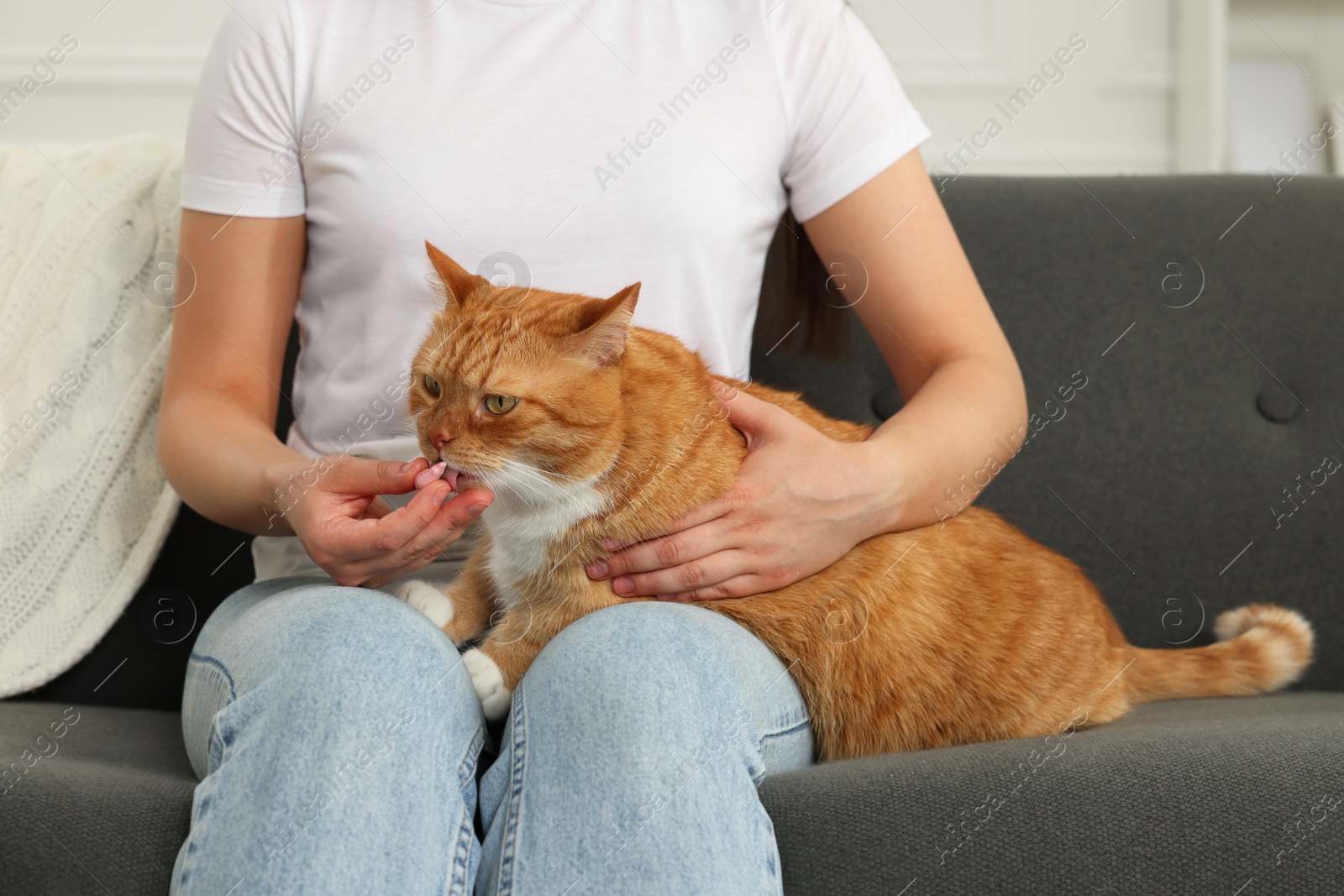 Photo of Woman giving vitamin pill to cute cat on couch indoors, closeup