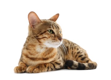 Photo of Cute Bengal cat on white background. Adorable pet